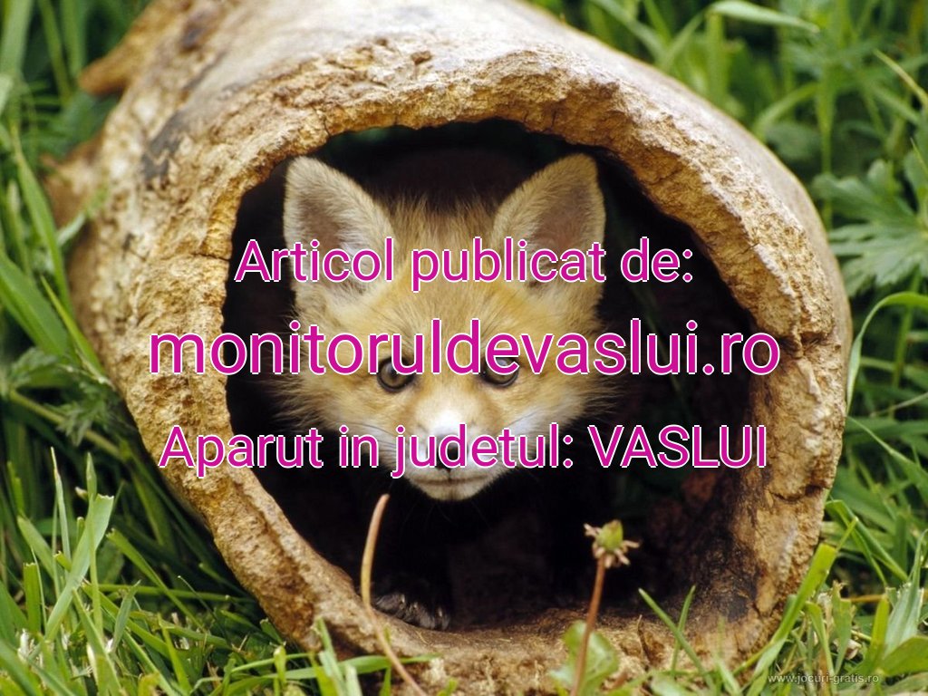 monitoruldevaslui.ro-vulpe-ascunsa-20251031133905.jpg