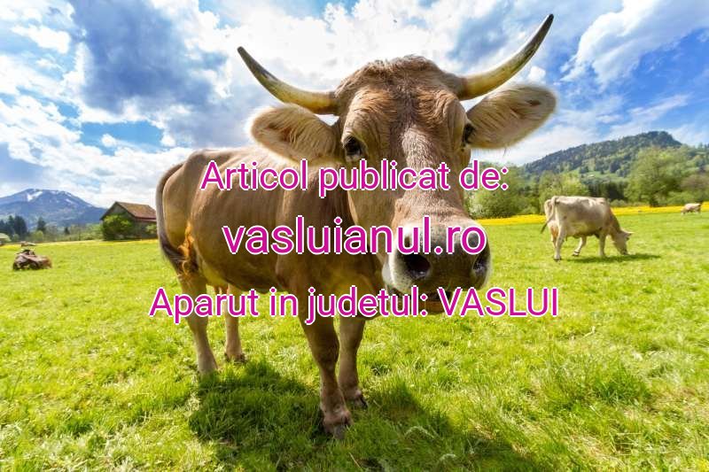 vasluianul.ro-vaci-bovine-11-20251030191251.jpg