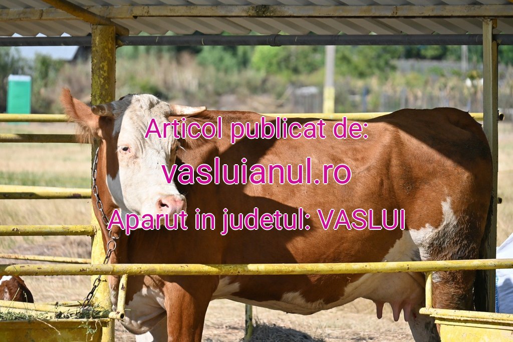 vasluianul.ro-vaci-vaca-222-20251101091830.jpg